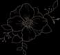 Wild and Bloom