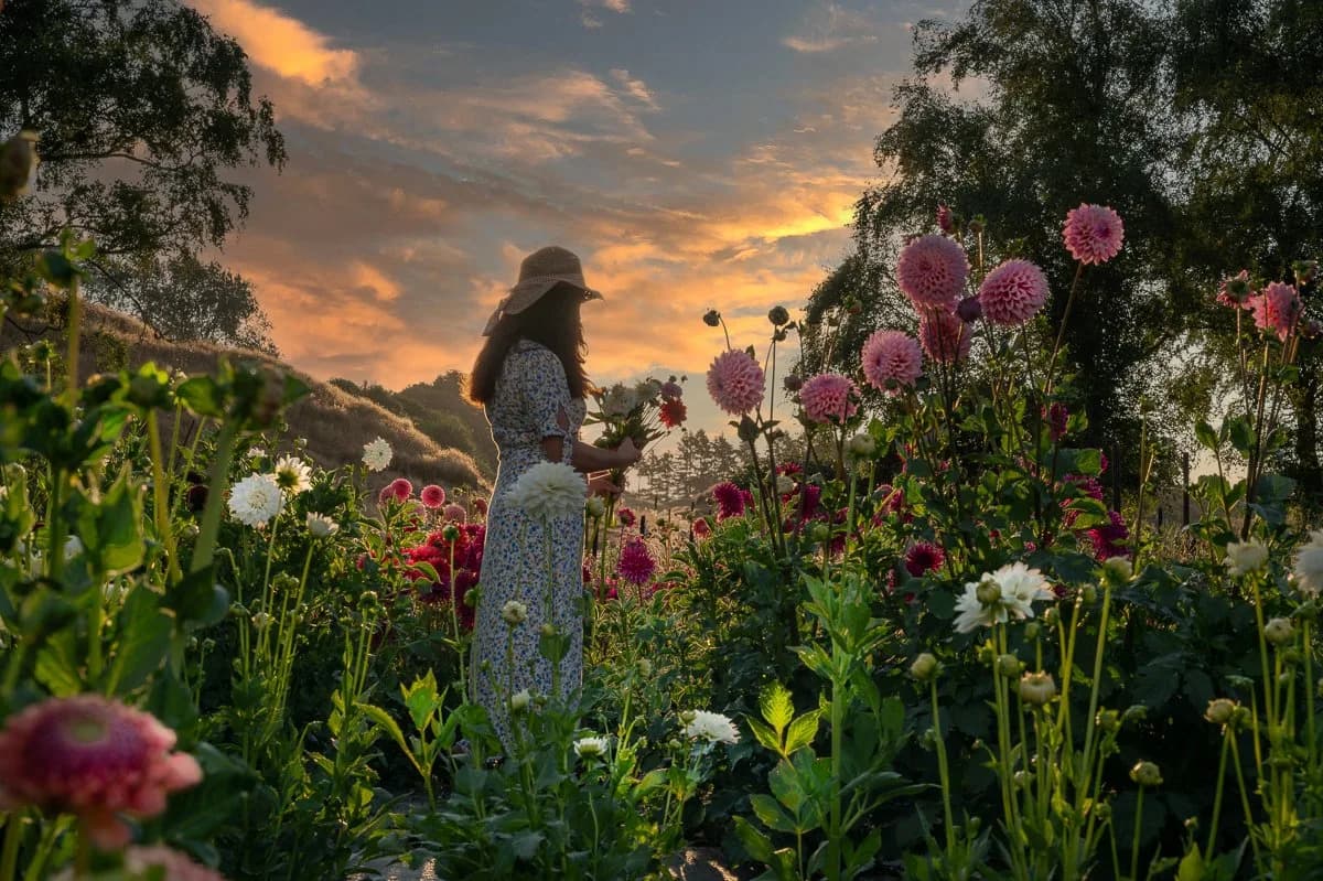 Full of Posies