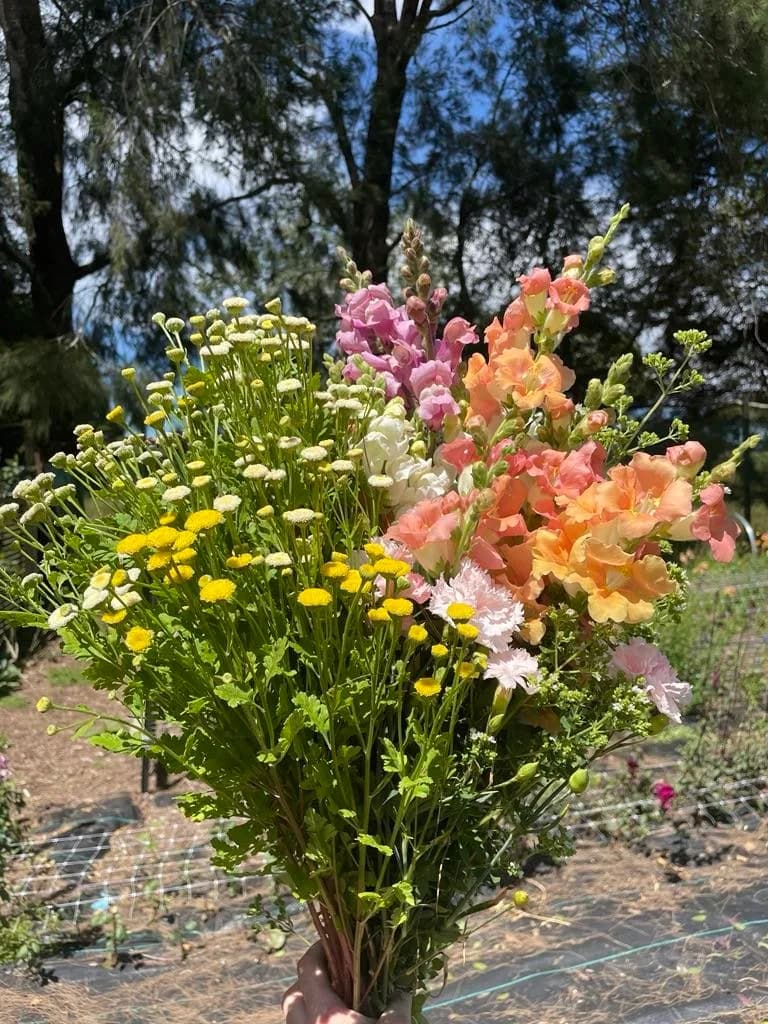 Full of Posies