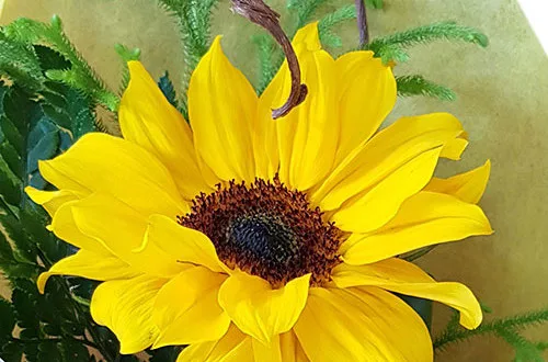 Black Rose Florist Porirua