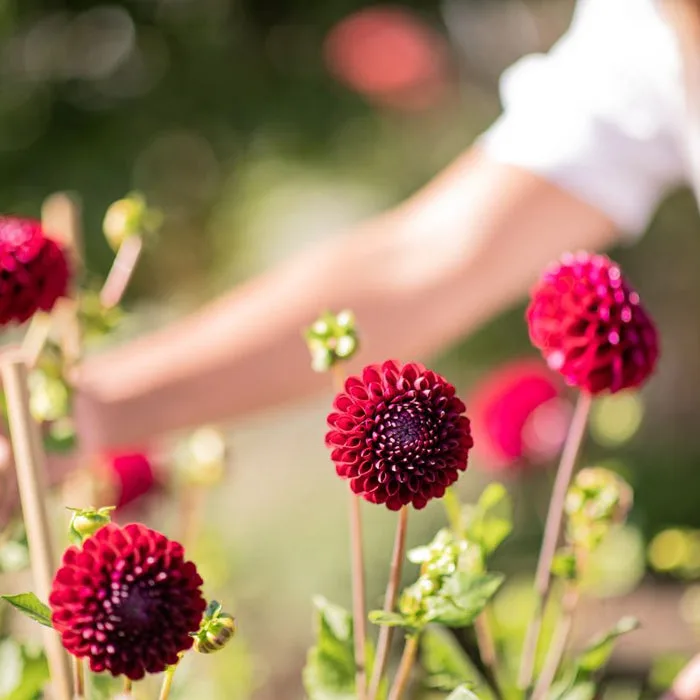Wellington Flower Collective