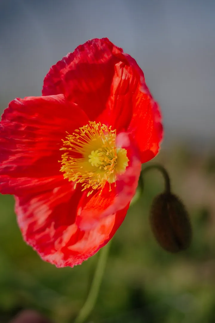 Verve Flowers