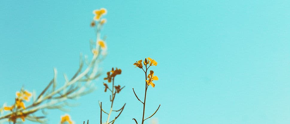 Jillybud Florist