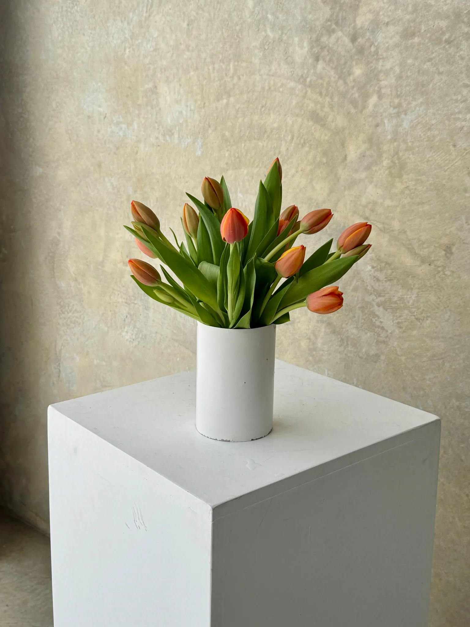 Cellar Daisy