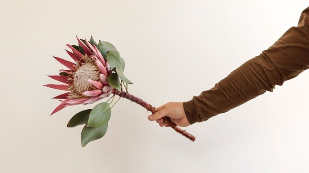 Pompom Florals