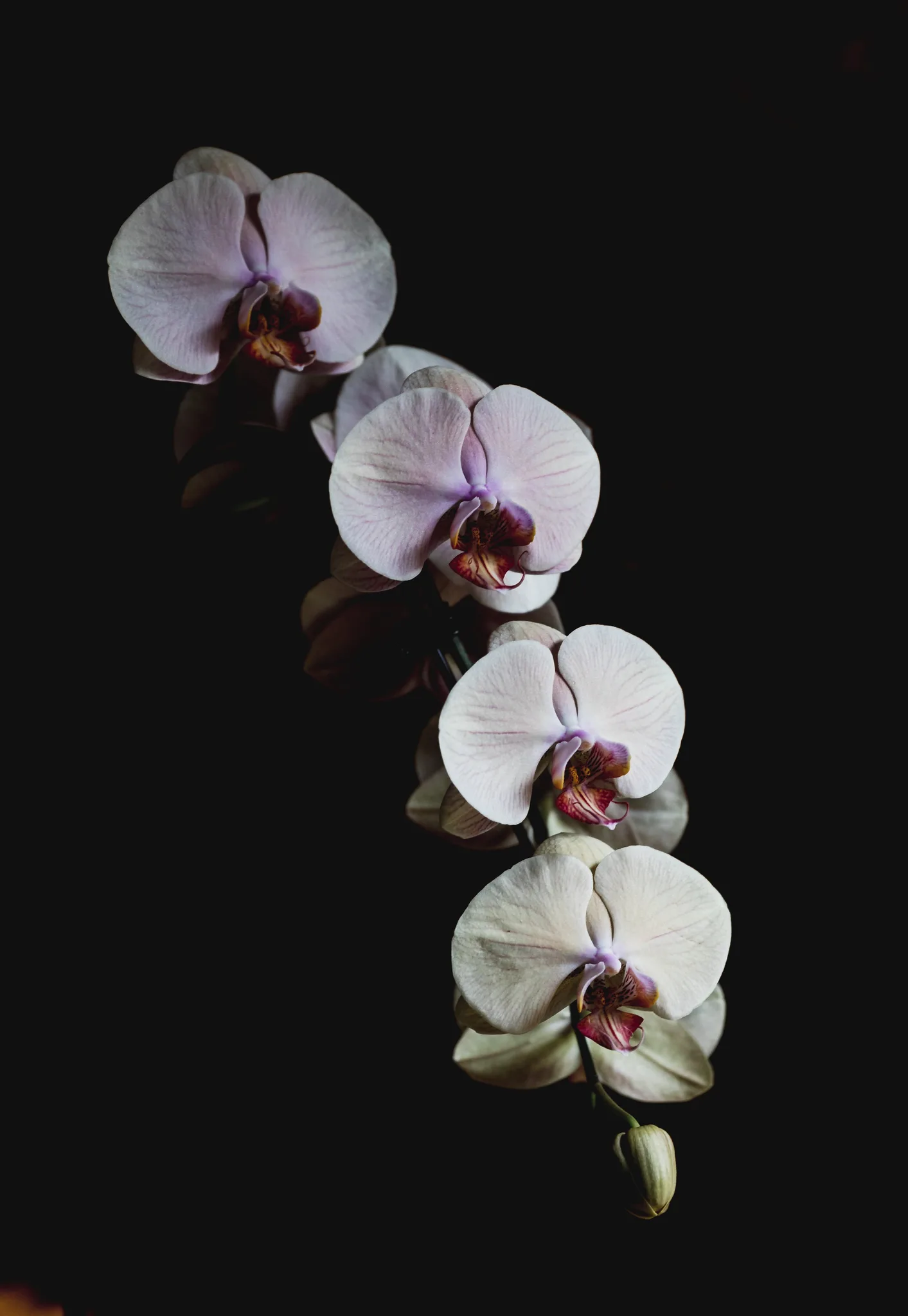 The Orchid Florist