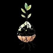 Salt & Seed logo