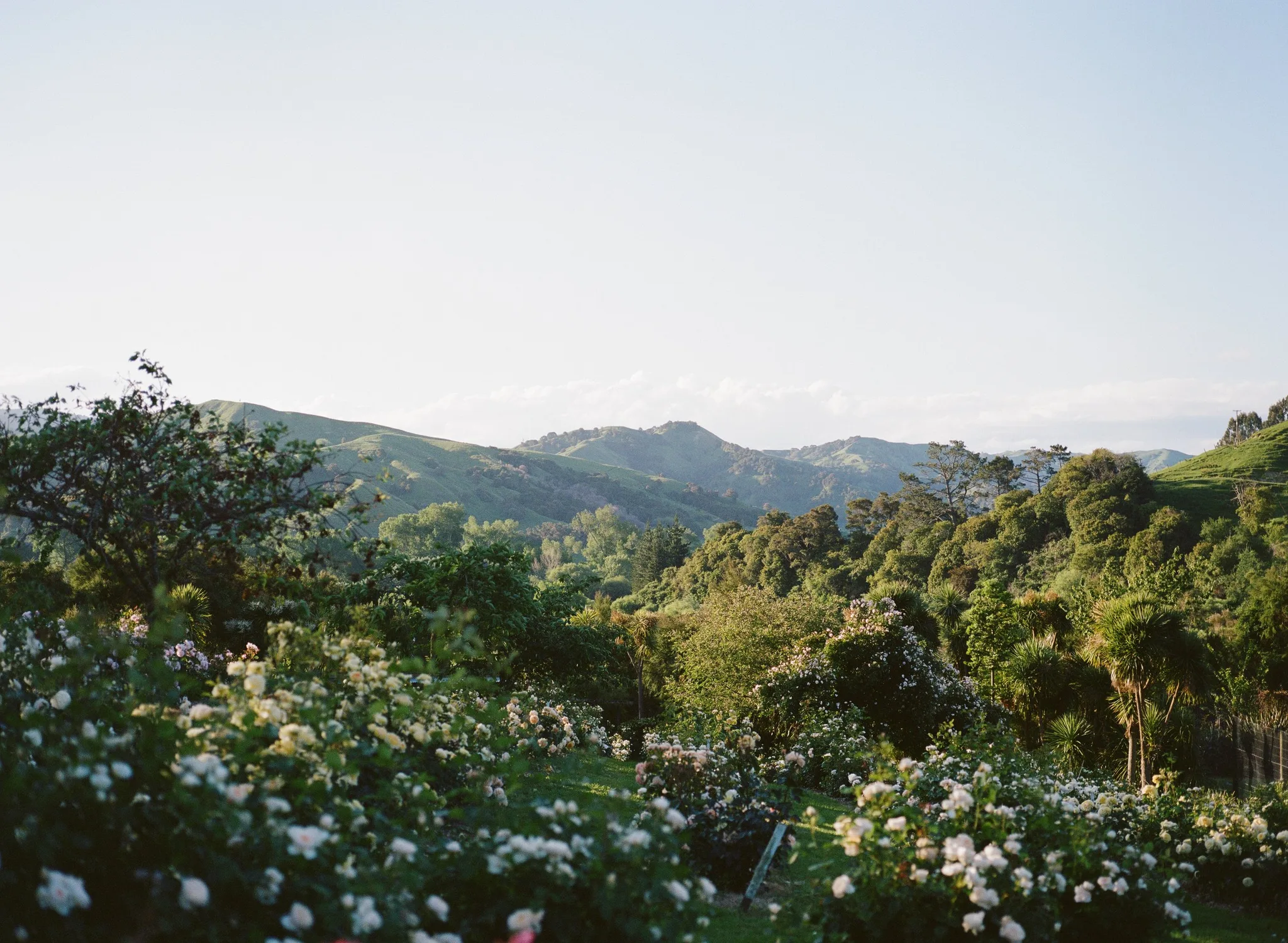 Field of Roses