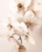 Madison Rose Bridal